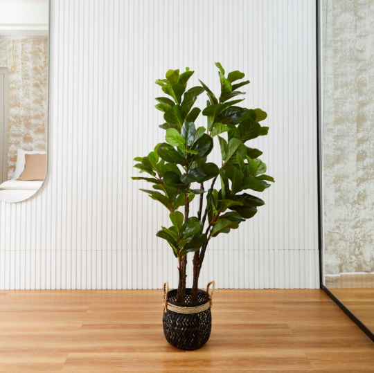 Ficus Pandurata Pole 1,55 M