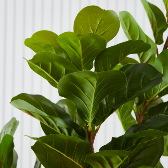 Ficus Pandurata Pole 1,55 M - Imagen 2