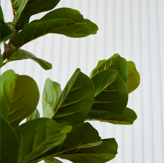 Ficus Pandurata Pole 1,55 M - Imagen 4