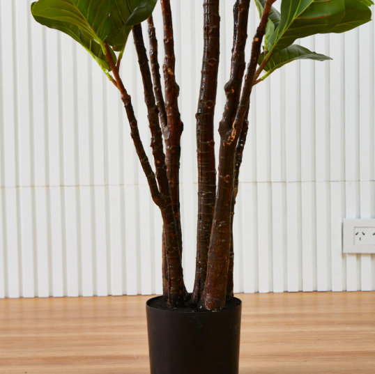 Ficus Pandurata Pole 1,55 M - Imagen 3